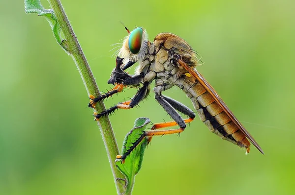 Voleur Mouche Insecte Macro — Photo