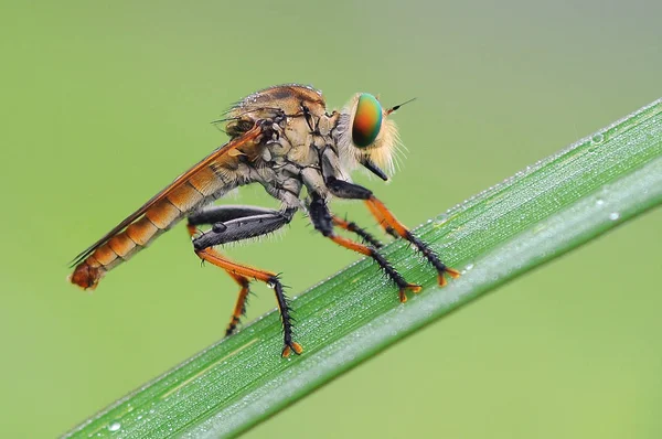 Ladrón Mosca Insecto Macro — Foto de Stock