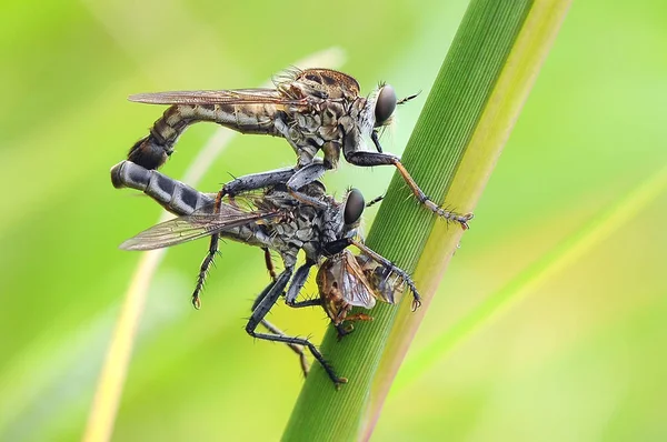 Rover Vlieg Insect Macro — Stockfoto