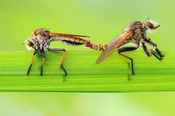 Rover Vlieg Insect Macro — Stockfoto