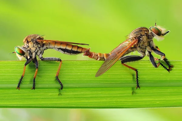 Rover Vlieg Insect Macro — Stockfoto