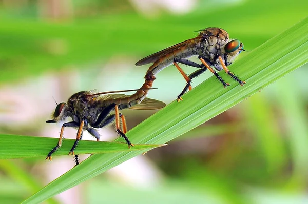 Ladrón Mosca Insecto Macro — Foto de Stock