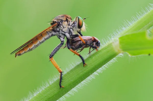 Rover Vlieg Insect Macro — Stockfoto