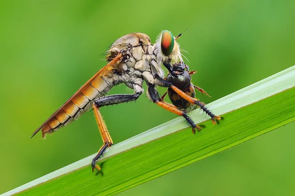 robber fly, insect, macro,