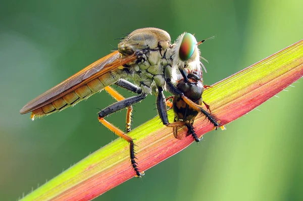 Rover Vlieg Insect Macro — Stockfoto