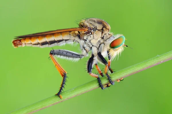 Ladrón Mosca Insecto Macro — Foto de Stock