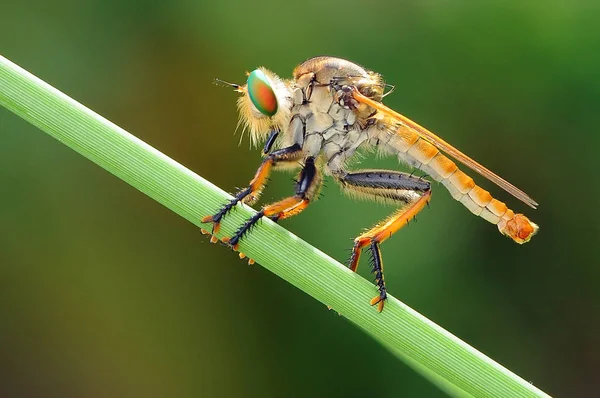 robber fly, insect, macro,