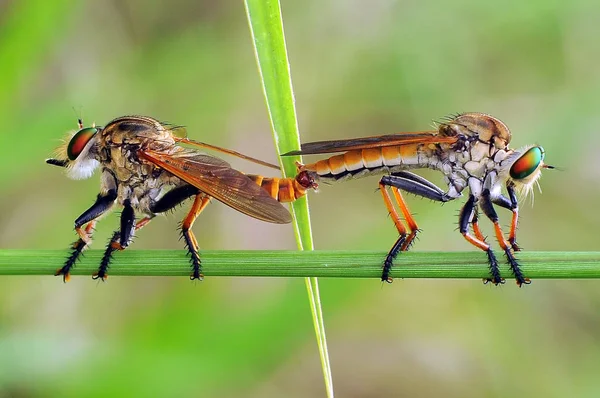 Ladrón Mosca Insecto Macro — Foto de Stock