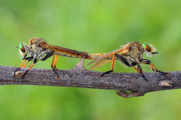 Rover Vlieg Insect Macro — Stockfoto