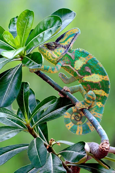 Chameleon Stromě — Stock fotografie