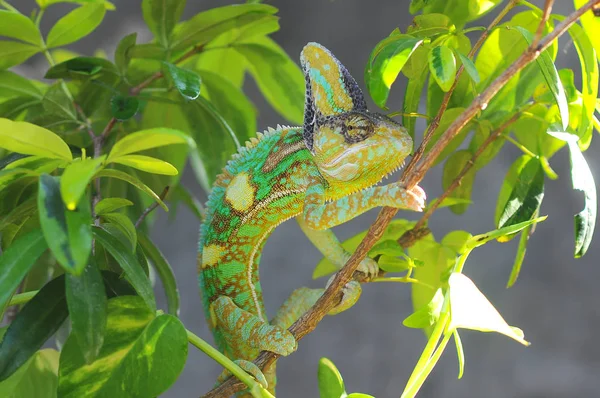 Chameleon Tree — Stock Photo, Image