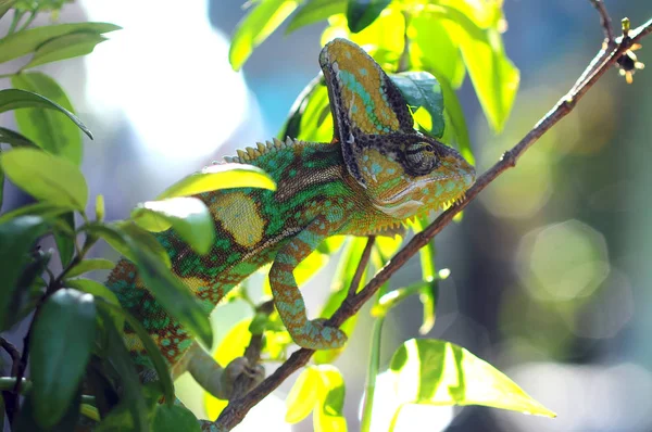 Caméléon Dans Arbre — Photo