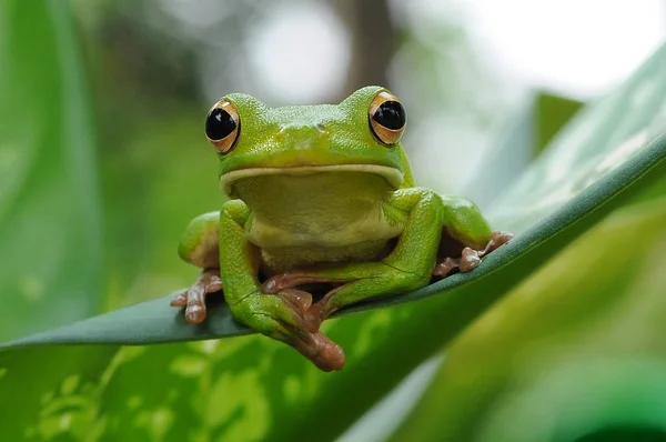 Sapo Árvore Despejada Uma Folha — Fotografia de Stock