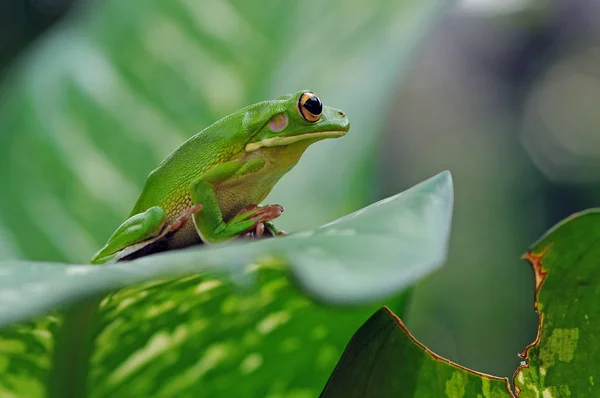 나뭇잎 개구리 — 스톡 사진