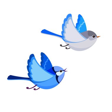 Flying Splendid Fairy Wren pair isolated on white background  clipart