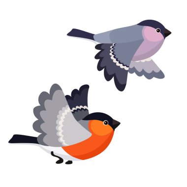 Beyaz arka plan üzerinde izole bullfinches uçan 