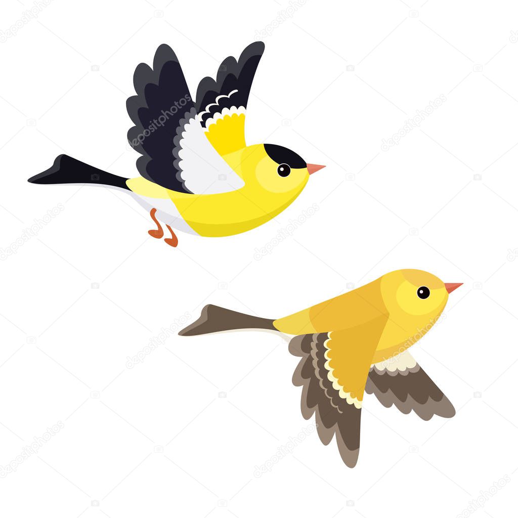 Flying American Goldfinch pair isolated on white background 