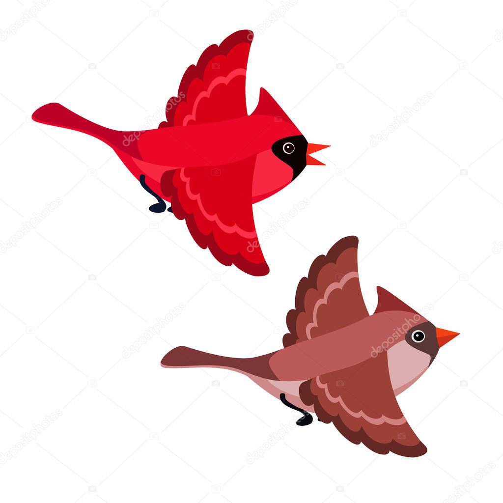 Flying cardinals isolated on white background