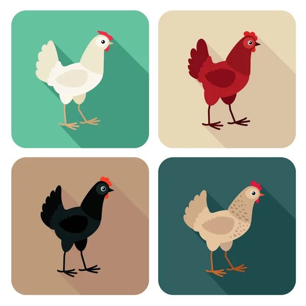 Chicken breeds icon set in flat style with long shadow — Stock Vector
