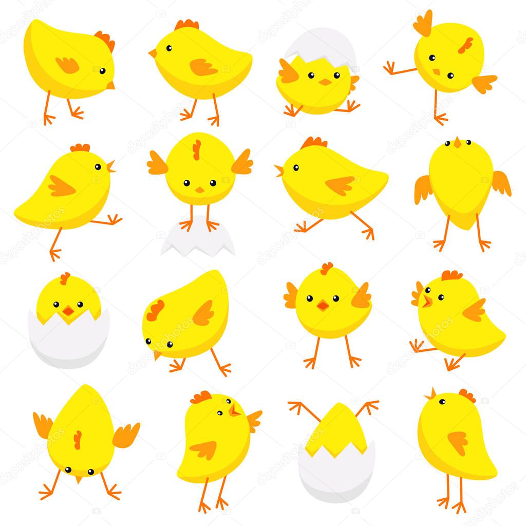 Eastern chicks in various poses isolated on white background 