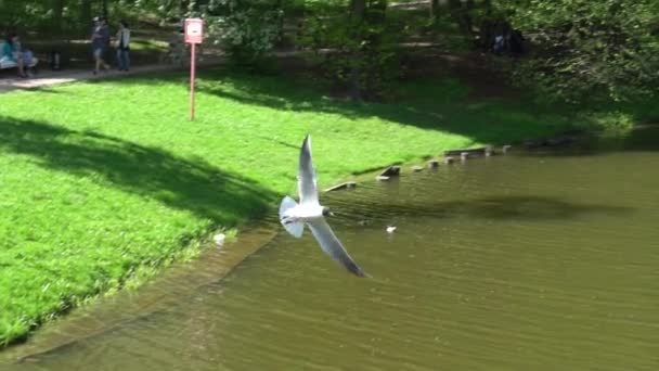 Vol de mouette au-dessus du lac en été dans le ralentissement — Video