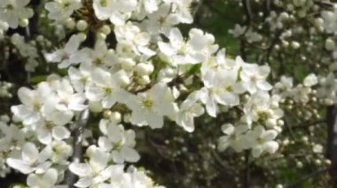 Nisan ayında kiraz çiçeği. 4k rüzgarda kiraz dallar