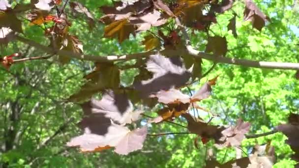 Rüzgarda sallanan kırmızı akçaağaç yaprakları. 4k — Stok video