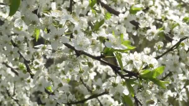 Körsbärsblom i April. Cherry grenar i vinden 4k — Stockvideo