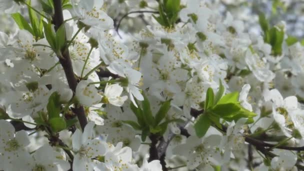 Цветение вишни в апреле. Ветви черешни на ветру 4k — стоковое видео