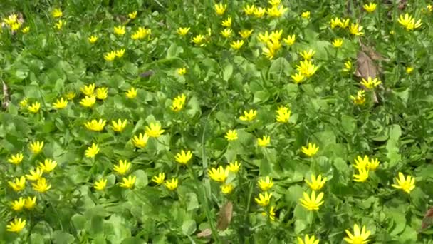 Frühling April gelbe Blumen im grünen Gras — Stockvideo