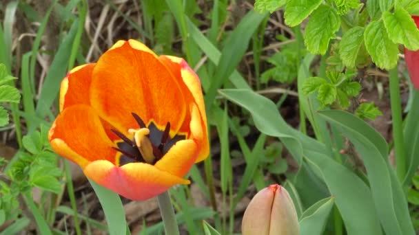 Makrovideo einer schönen orangen Tulpe am Nachmittag — Stockvideo