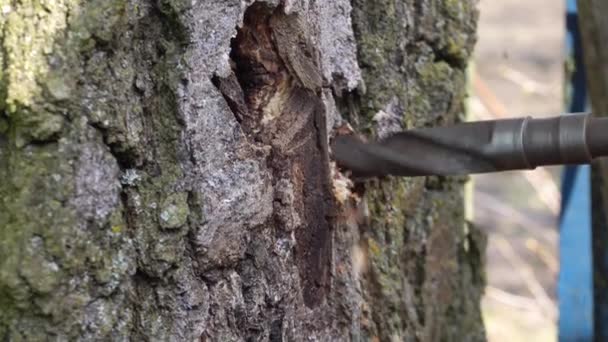 Boor gaten in berken voor birch sap in April — Stockvideo