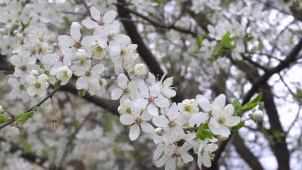 Třešňový květ v dubnu. Cherry poboček ve větru 4k — Stock video