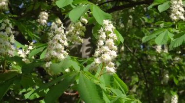 Kestane çiçeği beyaz çiçekler güneşin bahar