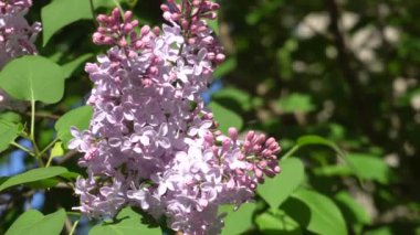 Çiçek leylak güneşli bir günde olabilir. 4k