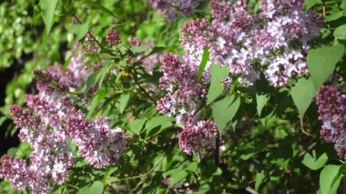 Çiçek leylak güneşli bir günde olabilir. 4k