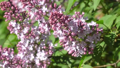 Çiçek leylak güneşli bir günde olabilir. 4k