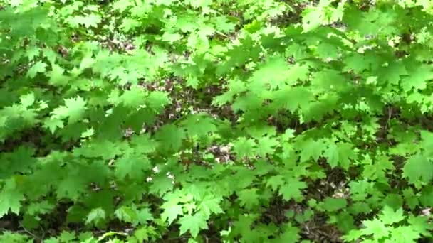 Zielony klonowe listowie w ostrym słońcu w lesie — Wideo stockowe