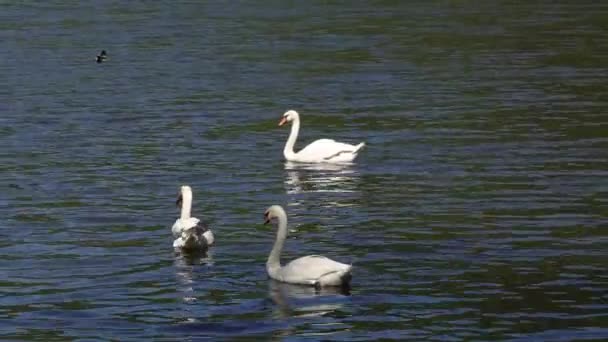 Divoké labutě plavat na modré jezero brzy na jaře — Stock video