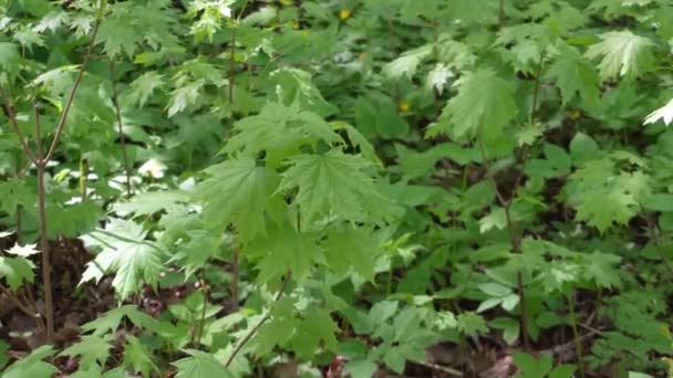 Green maple leaves in the bright sun in the forest — Stock Video