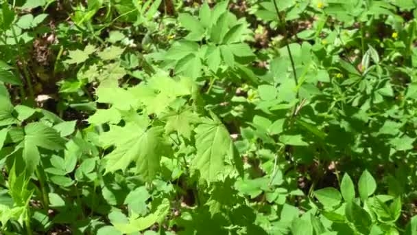 Зеленые кленовые листья на ярком солнце в лесу — стоковое видео