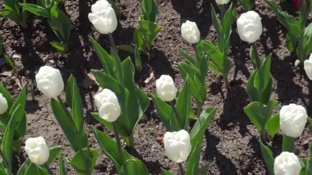 Μπουμπούκια Λευκές Τουλίπες Στο Πάρκο Στο Κρεβάτι Λουλουδιών — Αρχείο Βίντεο
