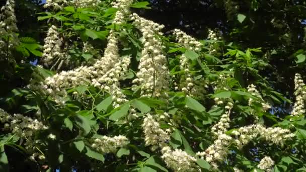 Kastanj blossom vita vårblommor i solen — Stockvideo