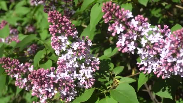 Puede florecer lila en un día soleado. 4K — Vídeo de stock