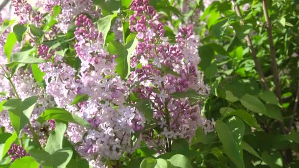 Peut fleurir lilas par une journée ensoleillée. 4K — Video