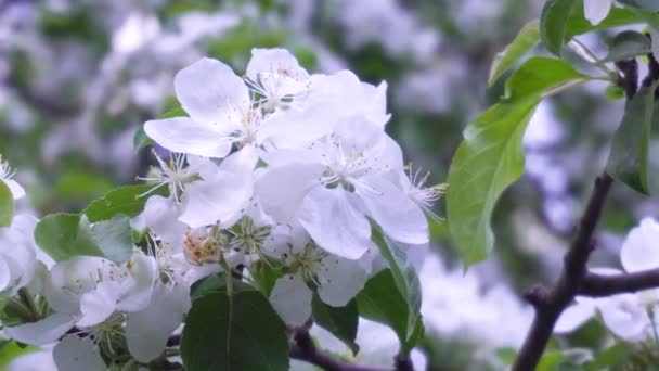 Λευκά λουλούδια την άνοιξη σε ένα υποκατάστημα της μήλα το απόγευμα — Αρχείο Βίντεο
