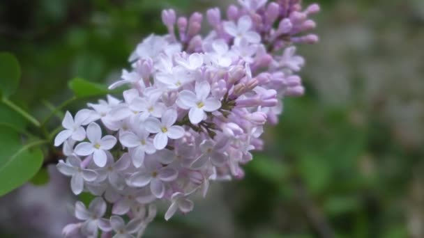 Peut fleurir lilas par une journée ensoleillée. 4K — Video