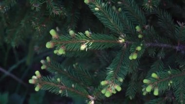 Bir güneşli bahar gününde genç yeşil çam kozalakları