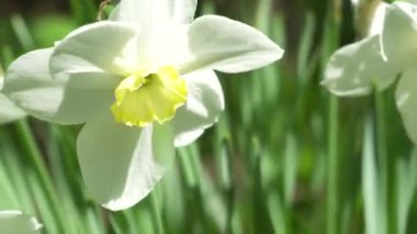 Çiçek Narcissus yakın çekim bahçede. 4k