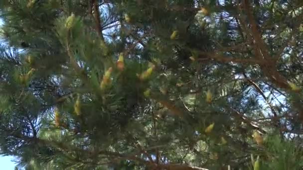Young green pine cones on a pine tree — Stock Video